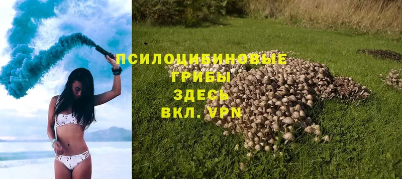 Галлюциногенные грибы Psilocybe Северская